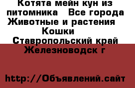 Котята мейн-кун из питомника - Все города Животные и растения » Кошки   . Ставропольский край,Железноводск г.